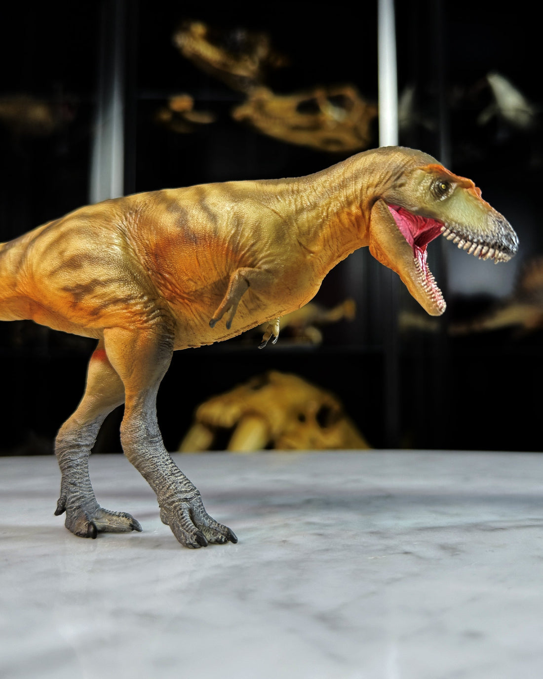 Gorgosaurus de PNSO (2023)